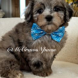 Little Bluey - Merle male Maltipoo puppy in Hesperia, California from McCraws N Paws