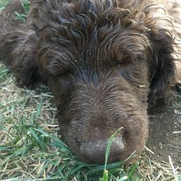 Labradoodle Puppies from AV Cares Doodles