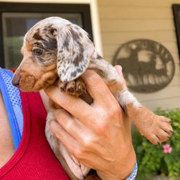 Stella AKC  5000 - Dapple female Dachshund puppy in Indian Trail, North Carolina from Hilda’s Teenie Weenies
