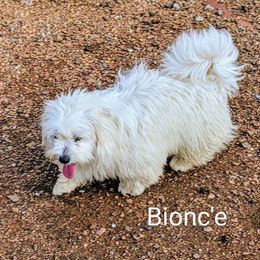 Bionce - Coton de Tulear