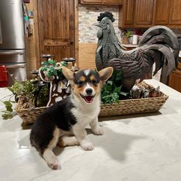 Carrie - Black and tan female Pembroke Welsh Corgi puppy in Canton, Texas from Circle M Corgis