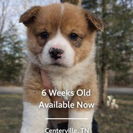 Celeste - Red and white female American Corgi puppy in Centerville, Tennessee from Katerina's American Corgis