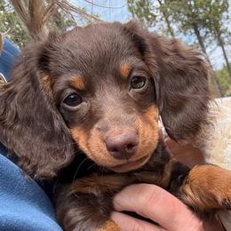 Truffle - Dachshund