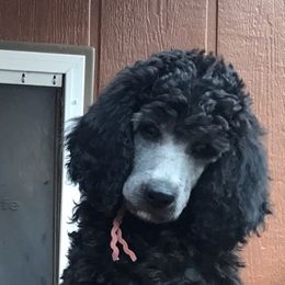 Poodle Puppies from Treasured Standard Poodles
