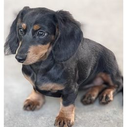 Pop - Dachshund