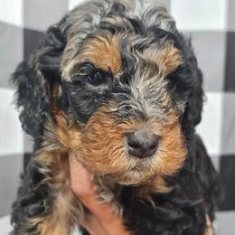 Darth Maul - Merle male Bernedoodle puppy in Payson, Utah from All Around Royalty & Royal Whisper Companions