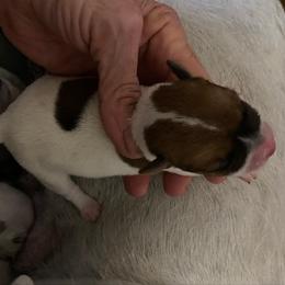 Hannah - Brown and white female Jack Russell Terrier puppy in Melbourne, Florida from Rustling Oaks Jack Russell Terrier’s