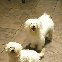 Mal-Shis and Maltese from Austin Maltese Babies