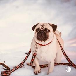 Mr Wrinkles - Pug