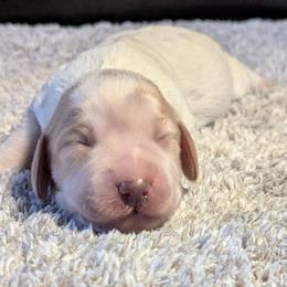 Breeders keeper - Lemon roan male English Cocker Spaniel puppy in Phillips, Nebraska from Fenloch Gundogs