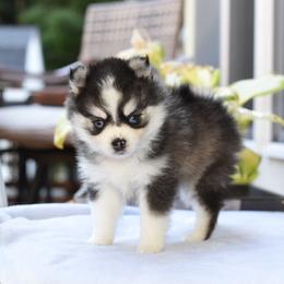 Maverick - Black and white male Pomsky puppy in Coos Bay, Oregon from Ocean View Pomskies