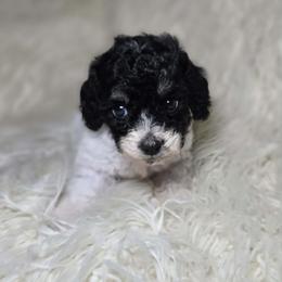 Porsche - Black and white female Cockapoo puppy in West Point, Mississippi from Golden Paws