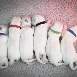 Berger Blanc Suisse Puppies from Moonlight Berger Blanc Suisses