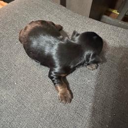 Lucky - Black and tan male Yorkshire Terrier puppy in Bruceville, Indiana from Baby Girl’s Yorkies, Shih-Tzu, Shorkies