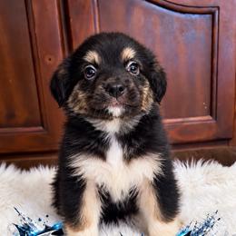 Black ice - Black tri male Miniature Australian Shepherd puppy in Lubbock, Texas from Baby Storm Kennels