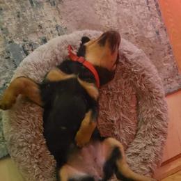 Rottweiler Puppies from Vom Arnold-Hause Rottweilers