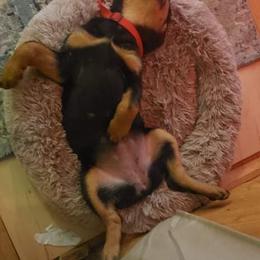 Rottweiler Puppies from Vom Arnold-Hause Rottweilers