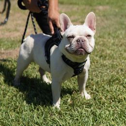 French Bulldogs from Cozzyfrenchie