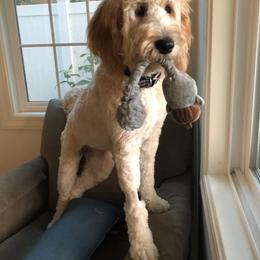 Bernedoodle and Goldendoodle All Grown Up from Big Island Goldendoodles