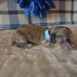 Buddy - Dapple male Dachshund puppy in Klamath Falls, Oregon from Luvindoxys4u