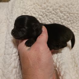 Pomeranian Puppies from Paradise Point Pomeranians