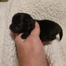 Pomeranian Puppies from Paradise Point Pomeranians