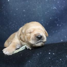 Birch light blue collar - Dark golden male Golden Retriever puppy in Great Falls, Montana from VS Golden Fields