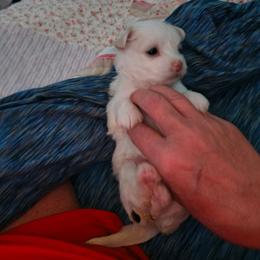 Small again - White female Maltese puppy in Walker County, Georgia from Heltons Little Gems