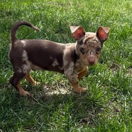 Monty - Chocolate and tan male Chihuahua puppy in High Point, North Carolina from Most Treasured Chihuahuas