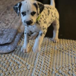Lime - White and black female Dalmatian puppy in Scarsdale, New York from Jewels and Spots Dalmatians