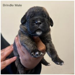 Brindle Boy 1 - Chestnut brindle male Cane Corso puppy in Compton, California from Urban League Cane Corso