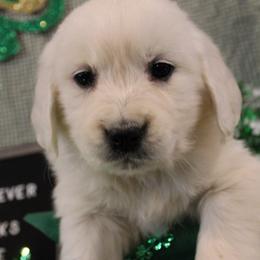 Golden Retrievers, Irish Setters, and Poodles from Plumcreek Acres