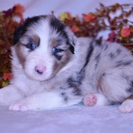 Hunter - Blue merle male Australian Shepherd puppy in Easton, Missouri from MMA Kennel