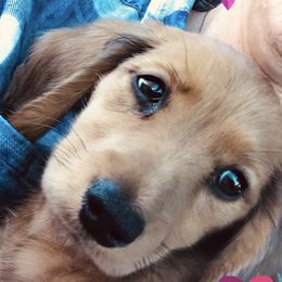 Dachshunds from Rolling9dachshunds