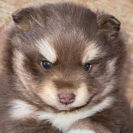 Pomskies from Cali Pomskies