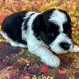 Asher - Parti male Miniature Schnauzer puppy in Sylvania, Georgia from Southern Sky Miniature Schnauzers