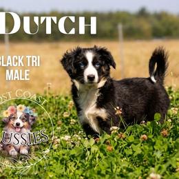 Dutch - Black tri male Miniature American Shepherd puppy in Ferndale, California from Lost Coast Aussies