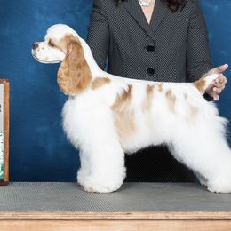 Wynter - Cocker Spaniel