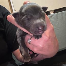 Nova - Blue female German Shepherd puppy in Barnhart, Missouri from Combat Creek German Shepherds