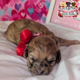 Yellow Boy - Merle male Shihpoo puppy in Rockledge, Florida from Stormie's Doodles