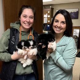 Pomeranian Puppies from Cascade Pomeranians