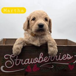 Martha - Apricot female Goldendoodle puppy in Neillsville, Wisconsin from Granton Creek