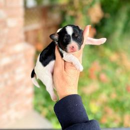 Cider - Black & tan tri-color female Maltipoo puppy in West Jordan, Utah from Gem Puppies of Utah