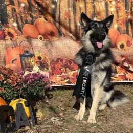German Shepherd puppies from East Coast k9's