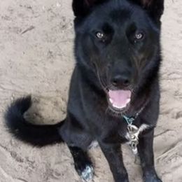 Siberian Huskies from Wild Eclipse Kennels