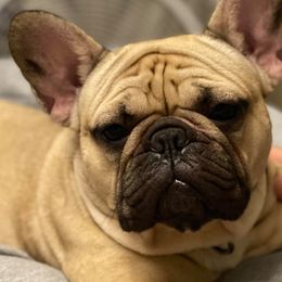 French Bulldogs from Julie's Frenchies