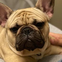 French Bulldogs from Julie's Frenchies