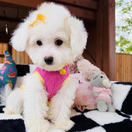 COCO - White female Maltipoo puppy in Sugar Land, Texas from Celebrity Maltipoos