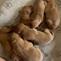 Male 3 - Yellow male Labrador Retriever puppy in Wardensville, West Virginia from Sager’s Labrador Puppies