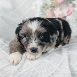 Boy 2 Green - Blue merle male Australian Shepherd puppy in Yakima, Washington from Naches Heights Ranch